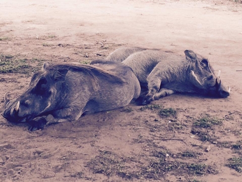 Sleeping Warthogs
